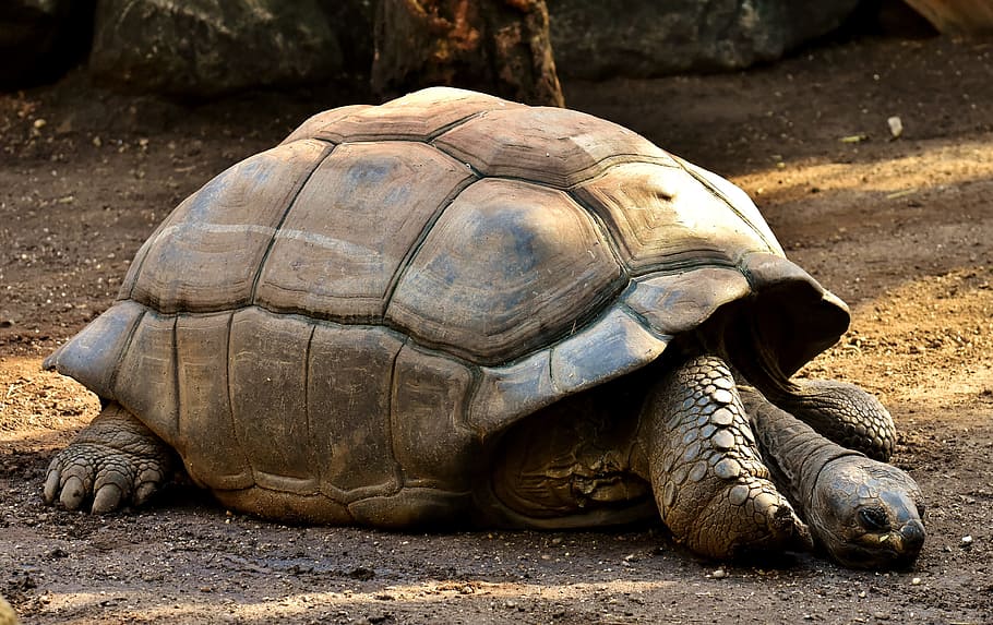 brown, giant tortoise, dirt ground, giant tortoises, animals, panzer, zoo, turtle, tortoise, reptile