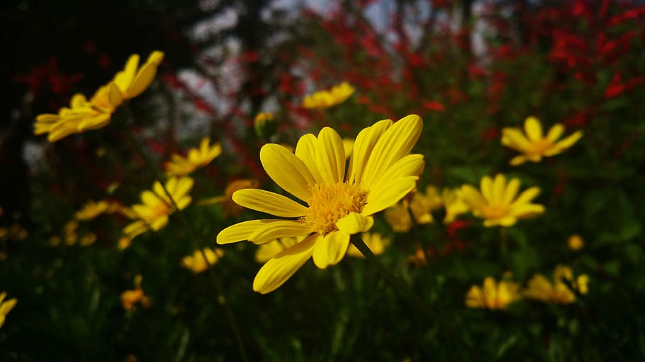 Gold, Ju, Yellow, Flowers, Autumn, gold ju, yellow flowers, flower, growth, petal