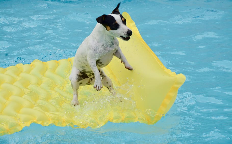 jack russel, swimming pool, dog, mattress swimming pool, summer, jump, one animal, animal themes, water, animal