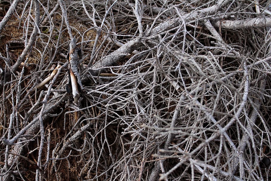 twigs, branches, branch, tree, tree branches, dry branches, dry twigs, twig texture, branch texture, tree branch
