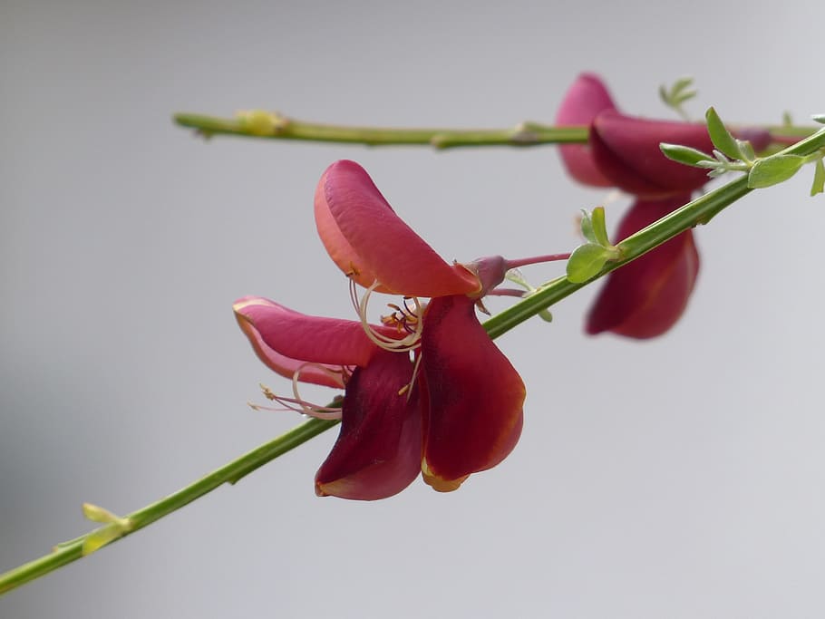 selective, focus photography, red, flowers, cytisus scoparius, blossom, bloom, macro, close up, plant