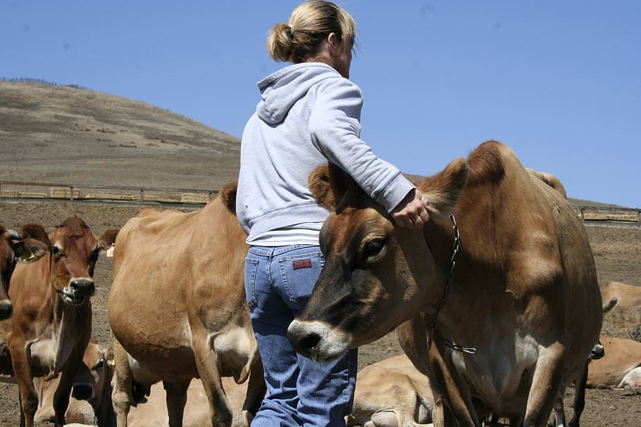 woman, cows, jerseys, farm, dairy, cow, agriculture, livestock, herd, bovine