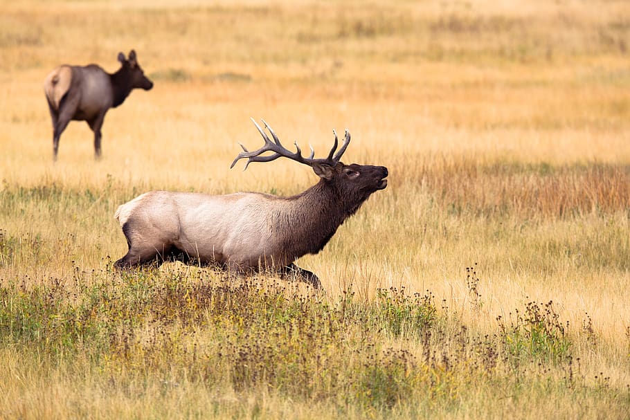 Montana, animal, mamífero, caza, hierba, campo, vida silvestre, temas de animales, animales salvajes, animales en la naturaleza