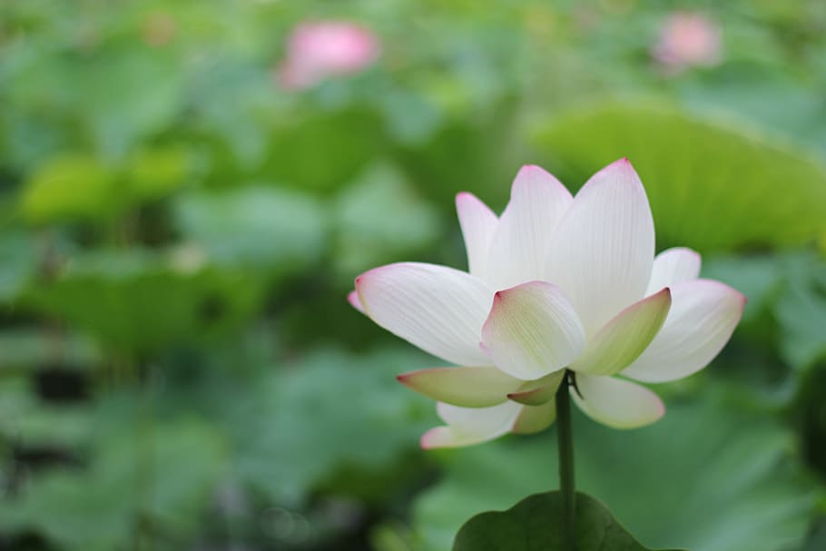 selective, focus photography, white, lotus flower, china wind, lotus, flower, artistic conception, plant, flowering plant