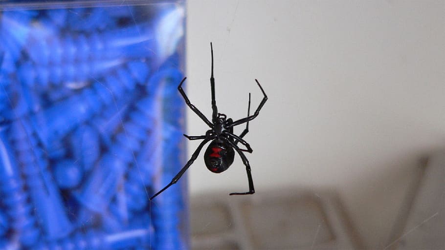 black widow, spider, venomous, danger, poisonous, red hourglass, female, toxic, nature, web