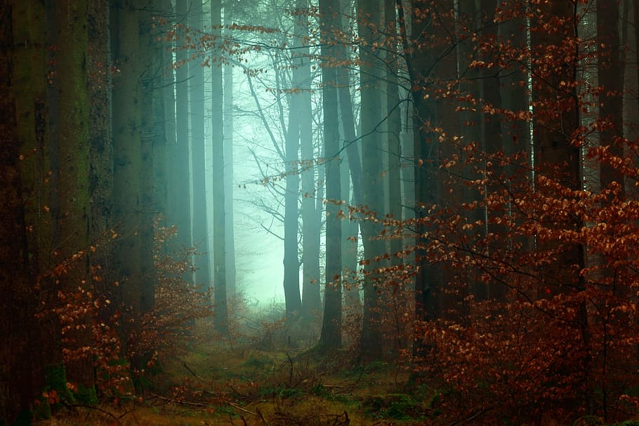 orange, leafed, tree forest wallpaper, trees, plant, forest, fog, cold, weather, outdoor