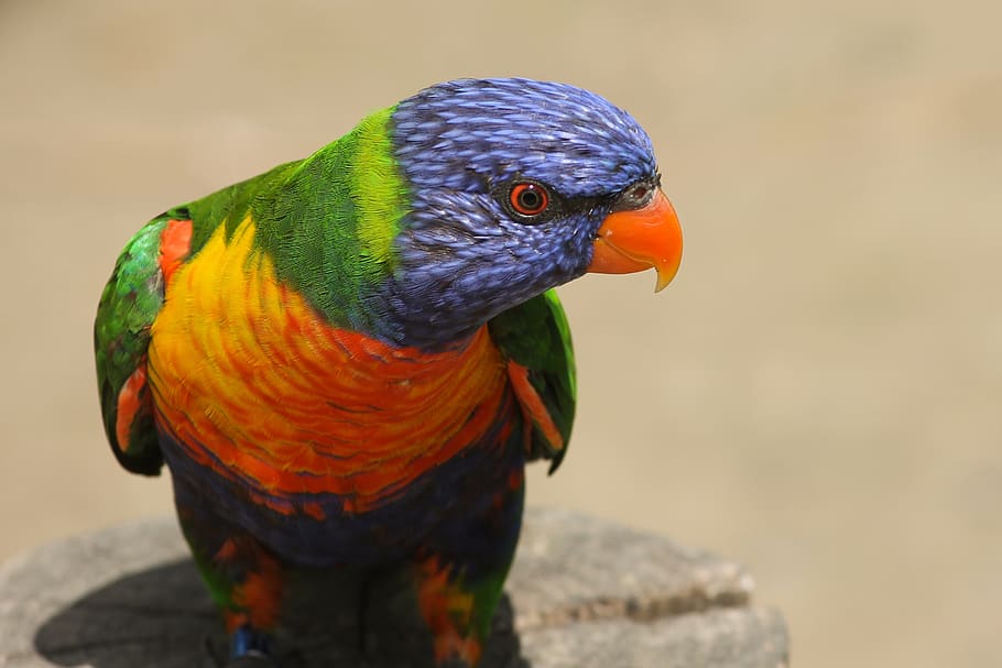 parrot, close up, lorikeet, trichoglossus rainbow, bird, blue, red, bill, colorful, lori