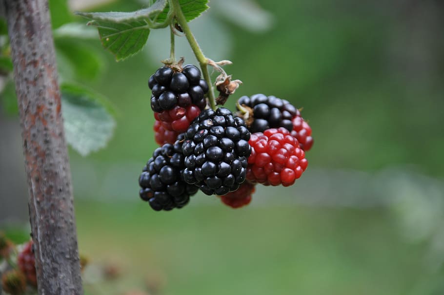 selective, focus photography, black, red, mulberries, green, mulberry, blackberry, nostalgia, bokeh