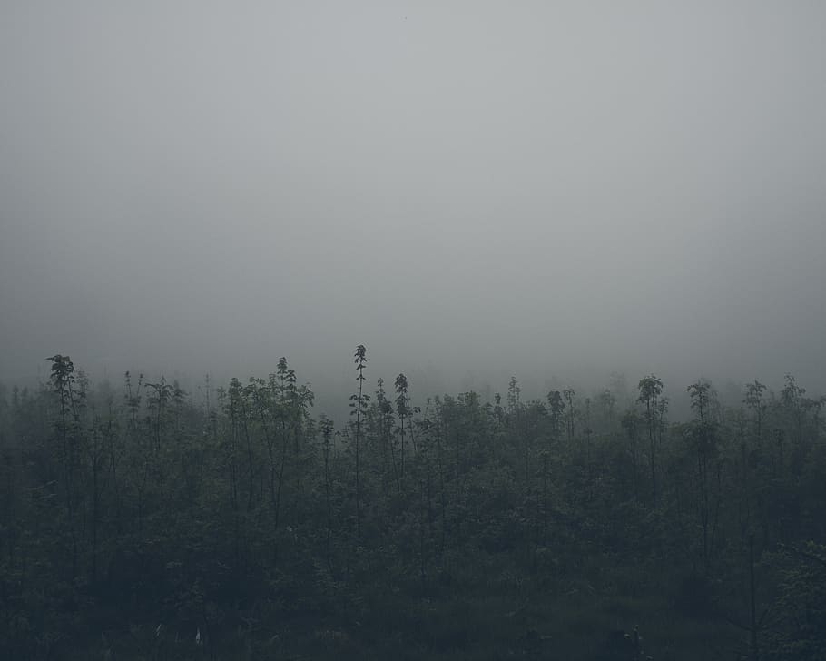 trees, forest, fog, mist, mystic, atmospheric, nature, environment, grey, dull