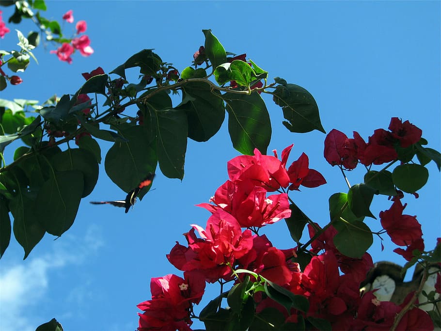 low, angle photography, red, petaled flowers, blue, sky, person, taking, pink, flowers