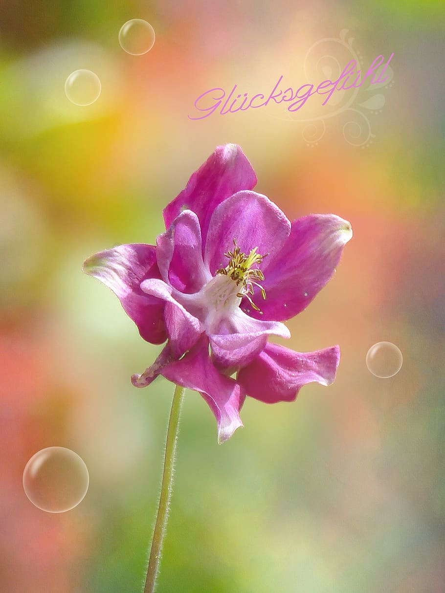 columbine, purple, flower, plant, blossom, bloom, macro, close, font, greeting card