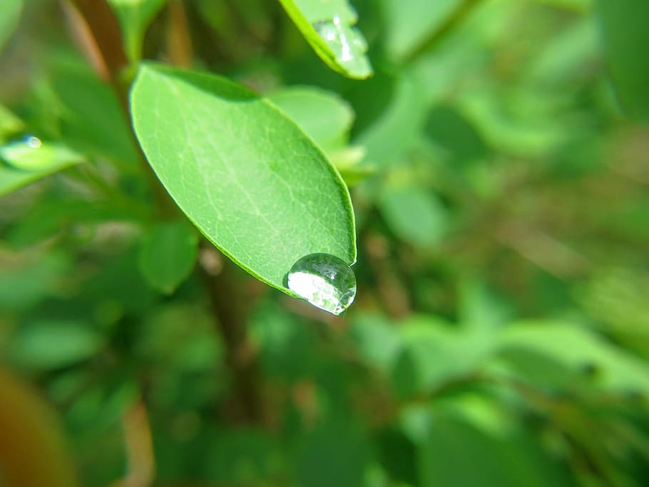 Dew, Leaf, Nature, Drop Of Water, drop, spring, macro, green, rain, morning