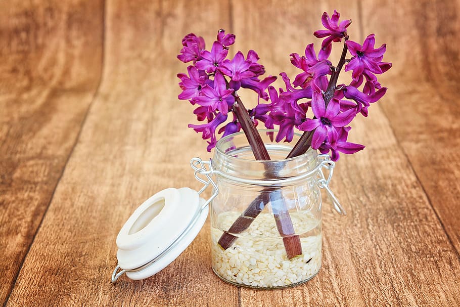 purple, flower, clear, glass jar, hyacinth, flowers, pink, fragrant, fragrant flower, spring flower