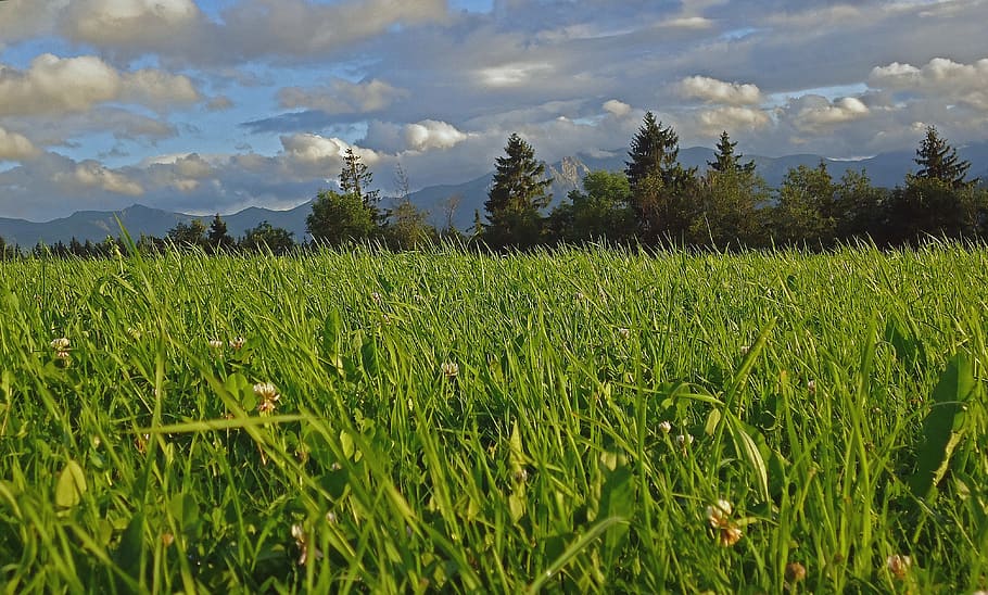 grass field, poland, podhale, tatry, pogórze gliczarowskie, summer, meadow, grass, sunny, tree