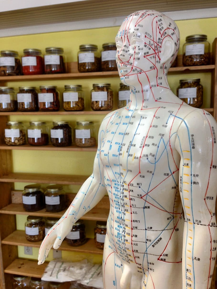acupuncture points mannequin, acupuncture, herbs, alternative, homeopathy, chinese, wellness, treatment, rear view, retail