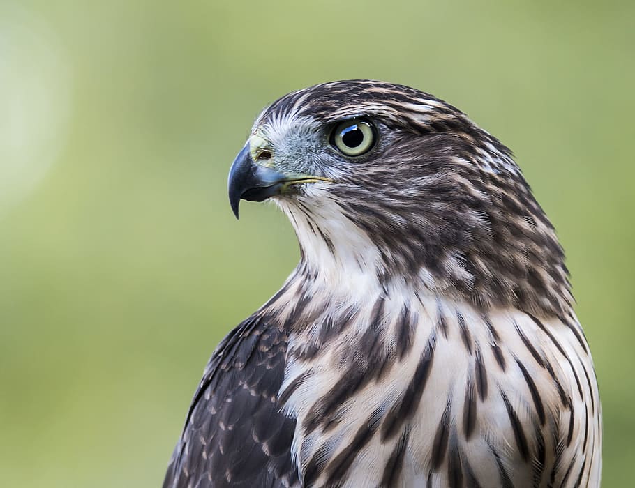 gray, white, falcon photography, daytime, hawk, bird, profile, nature, cooper's, predator