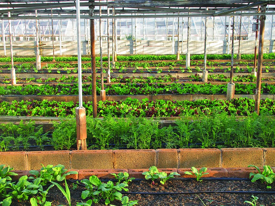 Verde, hojeado, planta, invernadero, agricultura, granja, agricultura urbana, jardinería, jardín, comida local