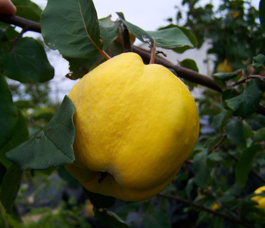 Quince, Kuning, Buah, Dewasa, buah kuning, daun, makanan dan minuman, pertumbuhan, pohon lemon, bagian tanaman