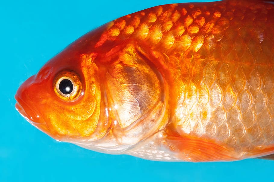 close, view, orange, fish, Goldfish, Freshwater Fish, karpfenfisch, cyprinidae, pet, gold