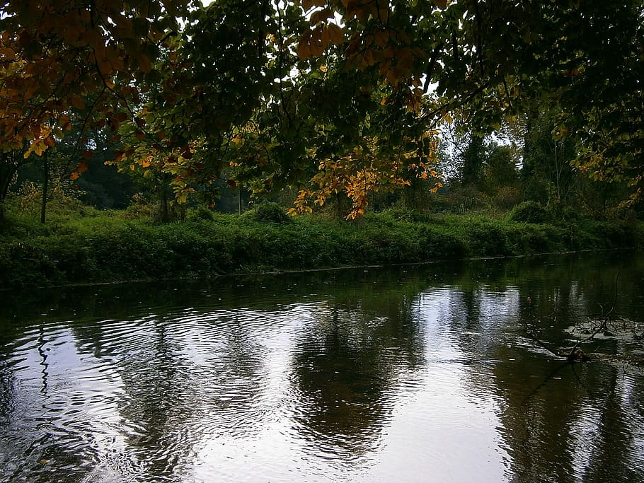 river, bank, waters, water, reflection, mirroring, savage, overgrown, plant, autumn