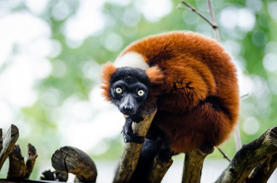 lemur merah, margasatwa, madagaskar, alam, potret, bertengger, mencari, eksotis, hutan hujan, primata