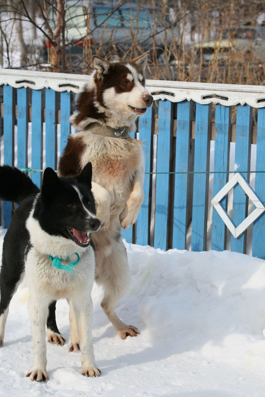 dog, laika, husky, race, sleds, dog sled race, sled, man's best friend, winter, snow