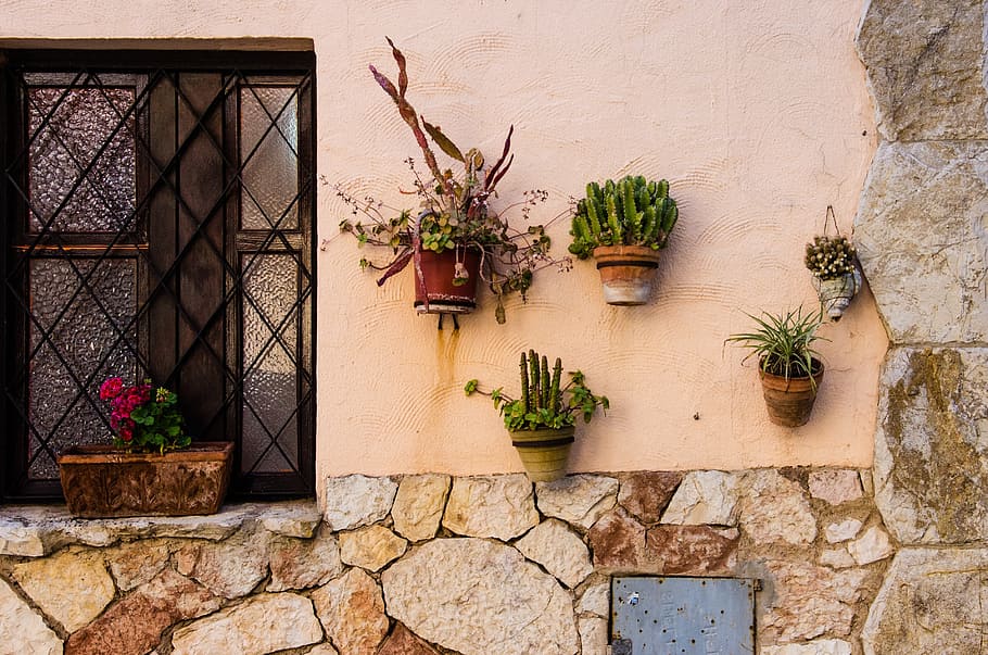 window, cactus, plants, house, pot, plant, decoration, home, green, flower