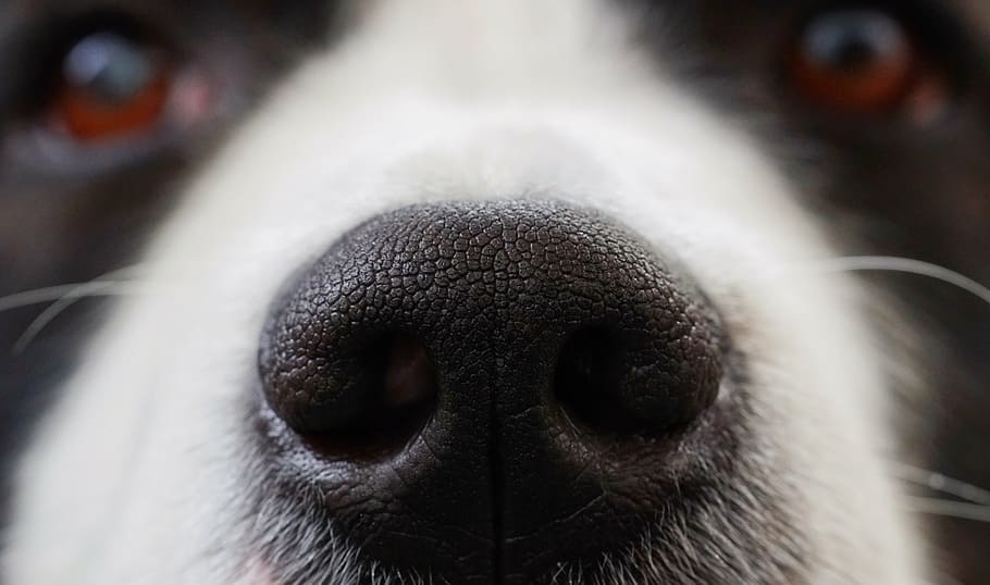 close-up photography, adult, black, white, border collie nose, dog, nose, snout, animal, head