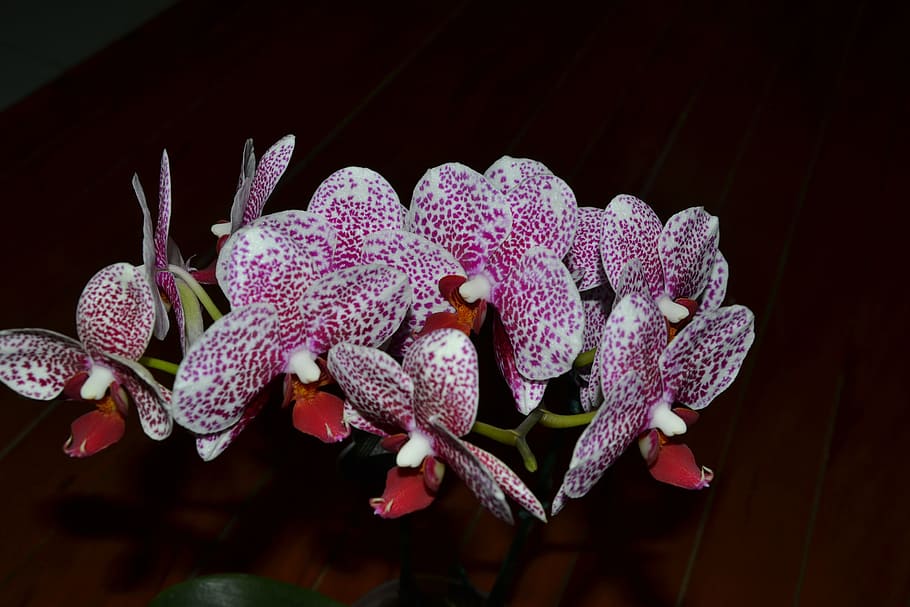 Purple, Orchid, Flower, orchid, flowers, purple orchid, flower, orchid pink, lilac orchid, petal, pink color