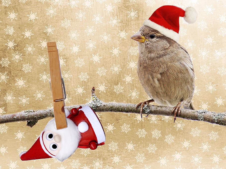 brown, bird, tree branch, christmas, christmas motif, greeting card, christmas card, christmas greeting, santa claus, nicholas