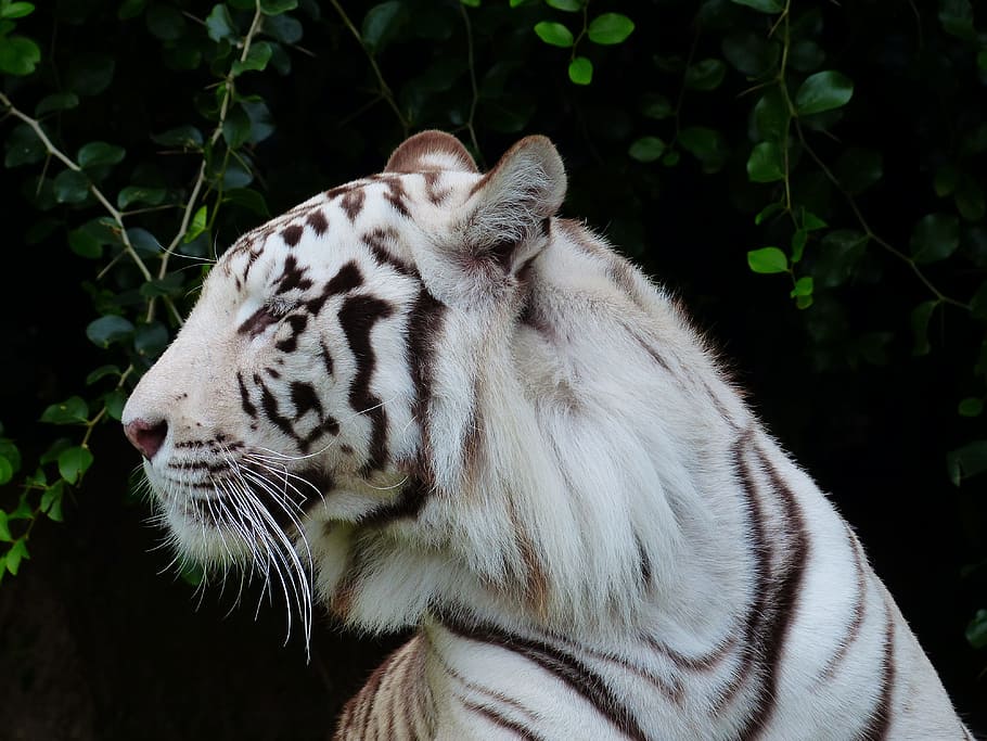 white tiger photo, tiger head, head, portrait, majestic, white bengal tiger, tiger, predator, cat, dangerous