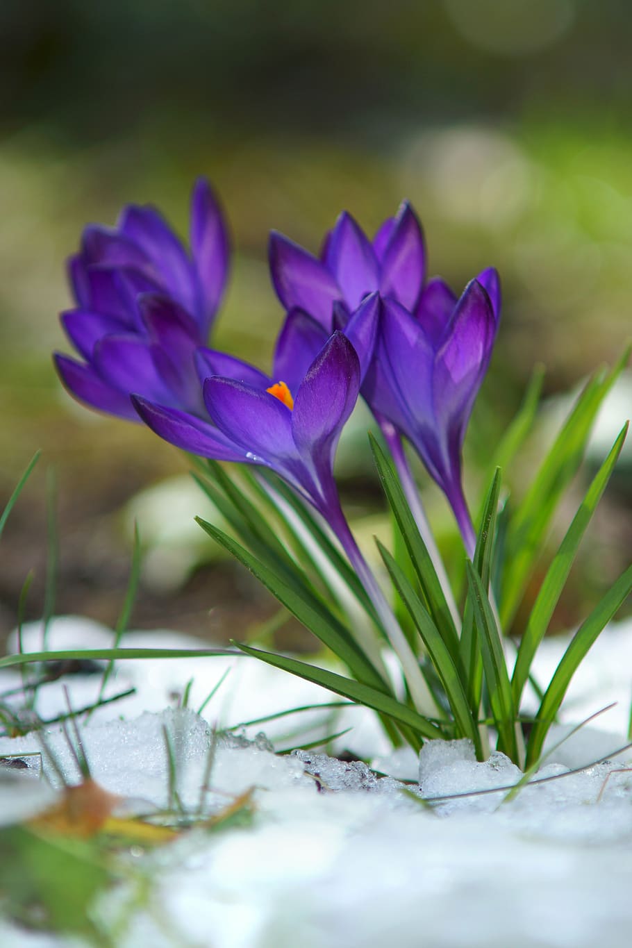 closeup, purple, petaled flower, crocus, flowers, snow, blossom, bloom, violet, spring