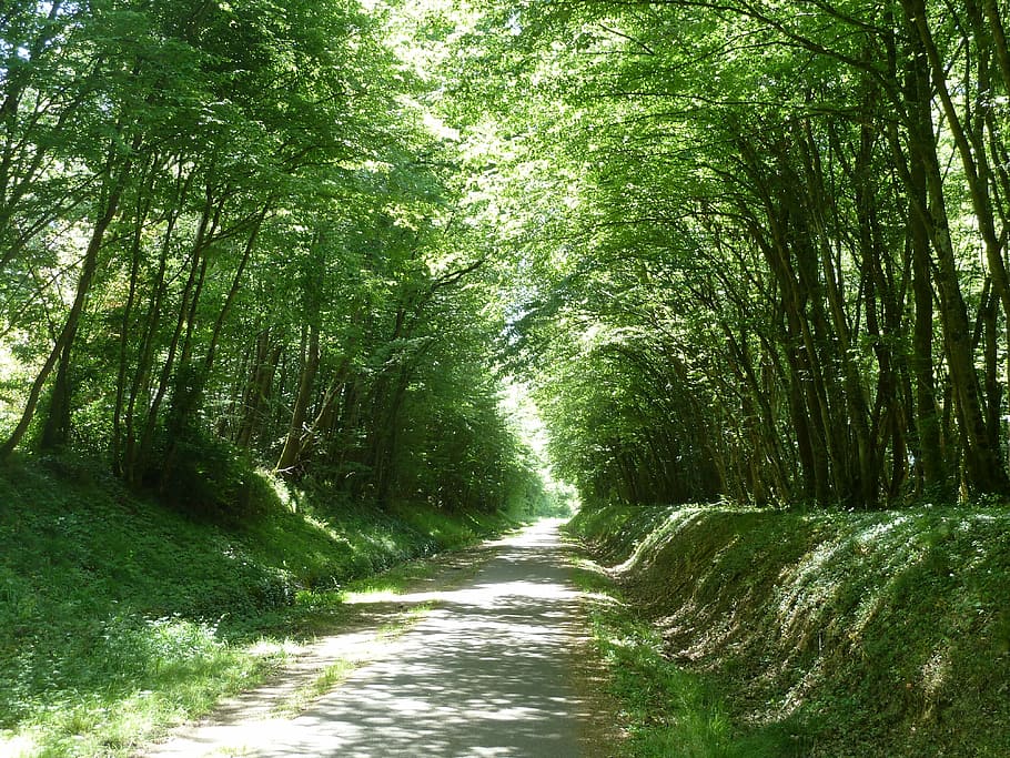 trees on road, path, dappled light, countryside, pathway, perspective, nature, tree, forest, outdoors