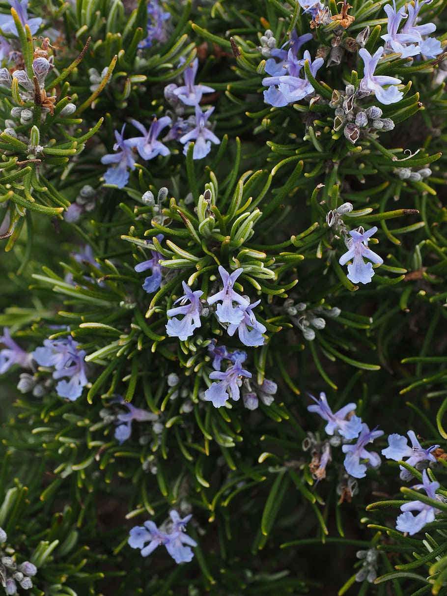 rosemary, flowers, blue, violet, rosmarinus officinalis, rosmarinus, semi shrub, lamiaceae, wild rosemary, bush