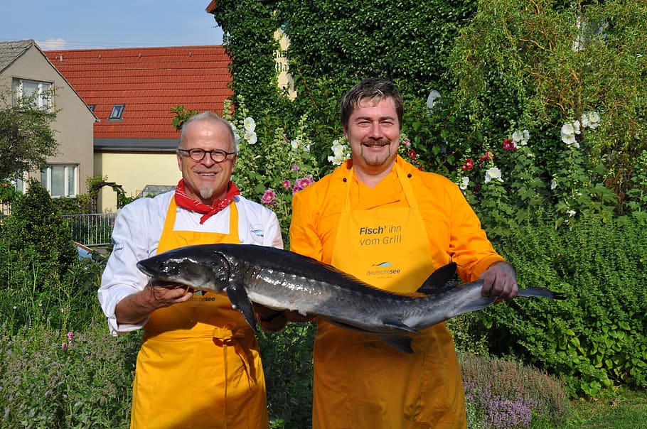 chefs, fischkoch, fish, interference, men, males, real people, smiling, adult, togetherness