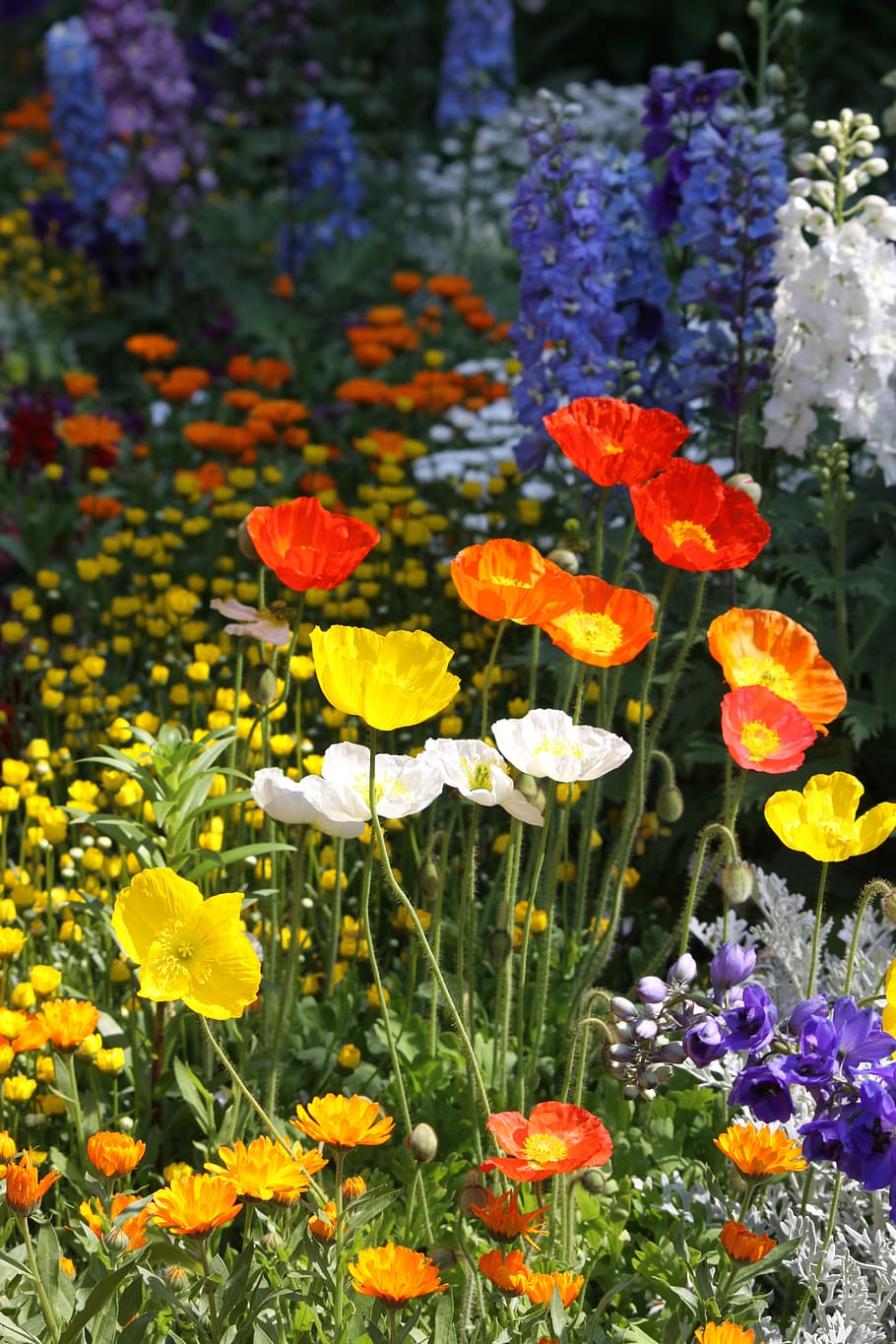 ponceau, garden, flowers, nature, plants, colorful, beauty, orange, orange flower, red
