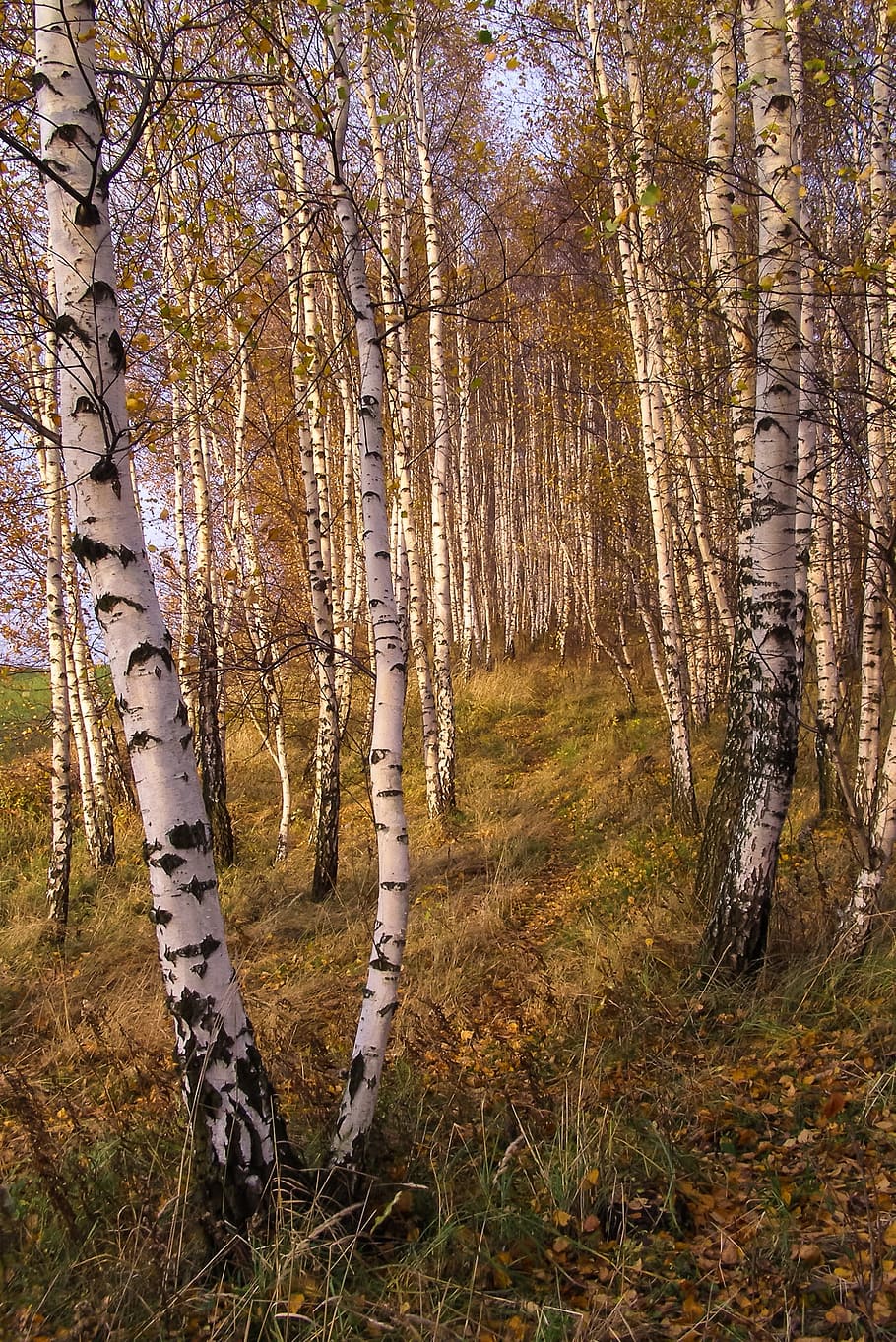 Birch, Forest, Path, Tree, Autumn, the path, golden hour, tree trunk, nature, outdoors