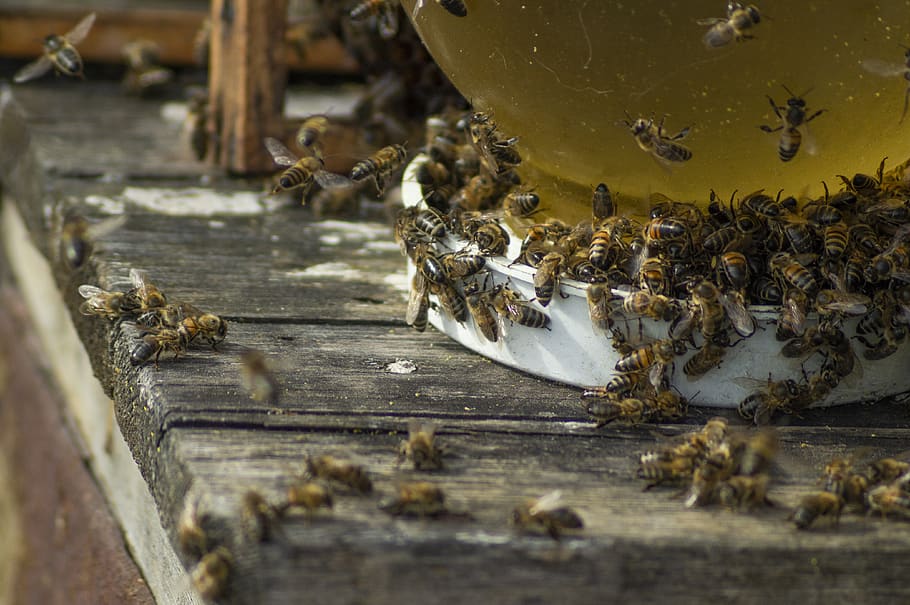 abejas, colmenar, verano, gran grupo de animales, grupo de animales, insectos, invertebrados, animales, temas de animales, apicultura