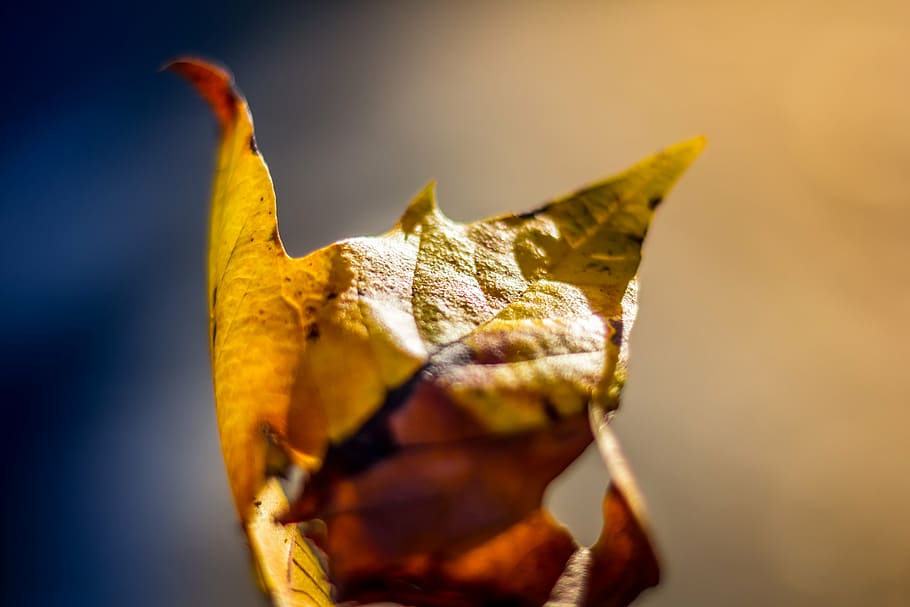 hijau, coklat, daun, selektif, fokus, photographyt, maple, gugur, musim gugur, alam