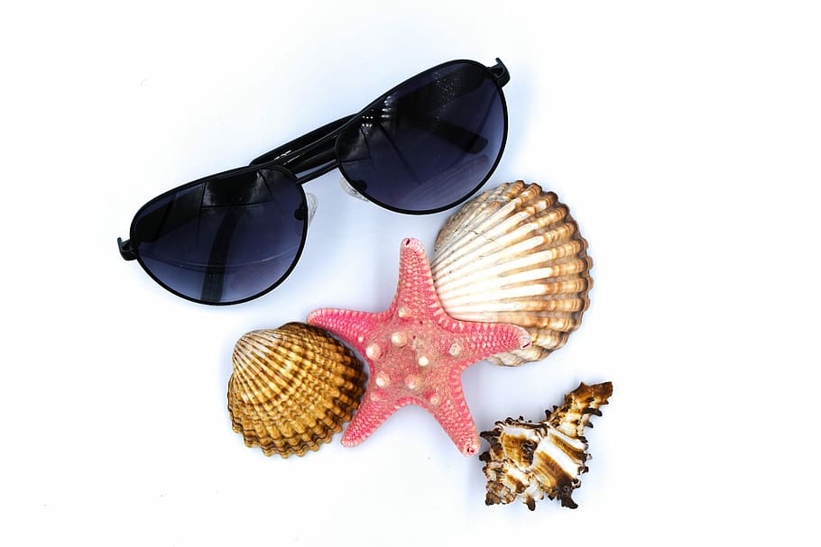 preto, óculos de sol aviador, três, conchas do mar, concha do mar, tropical, natureza, verão, crustáceos, mar