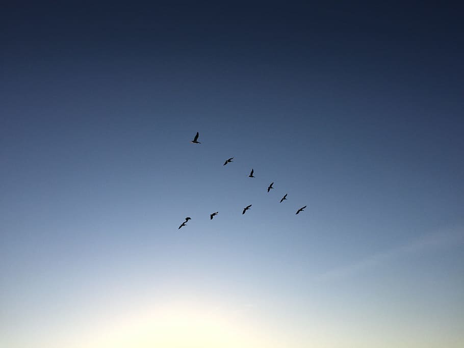 sky, birds, formation, flight, flock, bright, flying, group of animals, animal wildlife, low angle view