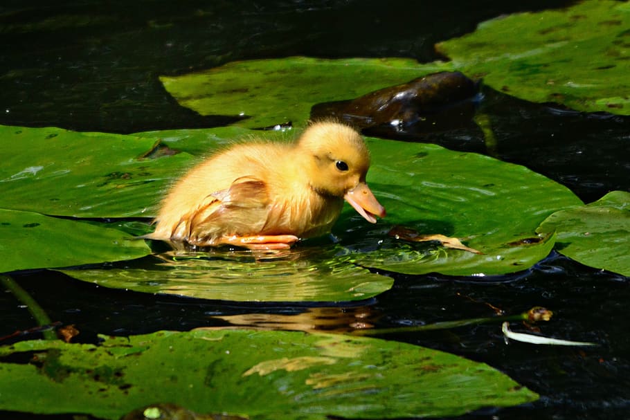 duckling, water bird, duck, animal, mallard, lily pad, water, pond, fluff, bill
