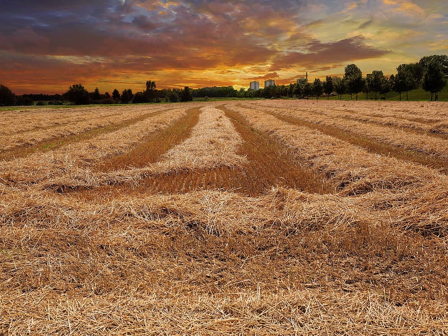 Ladang jagung, ladang gandum, sereal, dipangkas, lanskap, matahari terbenam, penerangan, pertanian, awan - langit, bidang