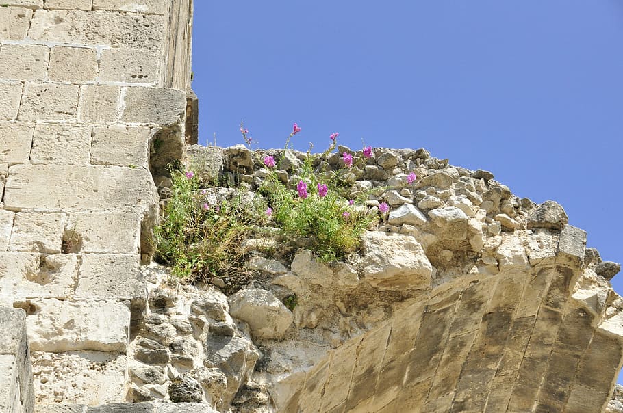 Ruine, Heaven, State Of Decay, Flowers, stone wall, architecture, built structure, history, stone material, ancient