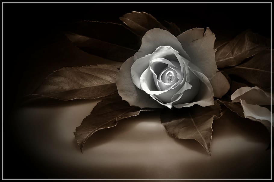white, rose, digital, art, rose picture, rose sepia, beautiful rose, flower, flowering plant, beauty in nature