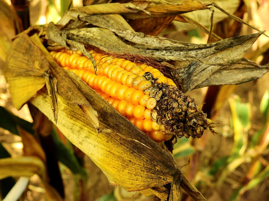 corn, ear, food, cereals, agriculture, grain, arable, harvest, field, cereal