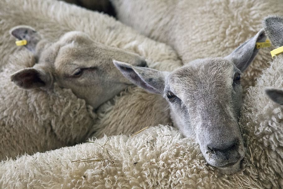 3つの白い羊, 羊, 子羊, 農場, 動物, 農業, 家畜, 羊毛, 哺乳類, 群れ