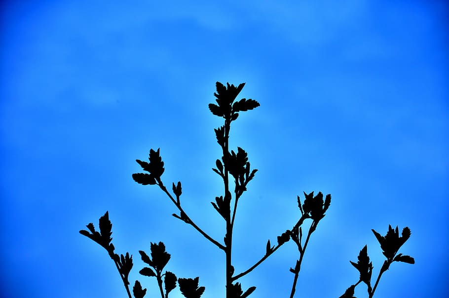 black flower painting, silhouette, painting, plant, plants, nature, blue, sky, day, outdoors