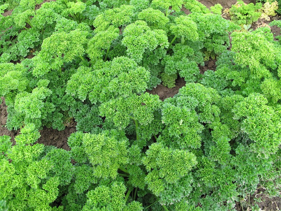parsley, herbs, vegetables, salad, nutrition, red, healthy, food, vitamins, market fresh vegetables