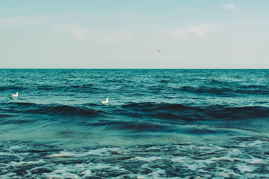fotografi pemandangan, putih, burung, air laut, siang hari, dua, biru, laut, lautan, ombak